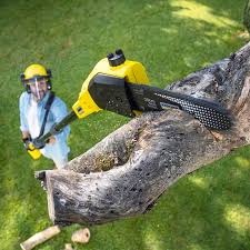 How Our Tree Care Process Works  in  College Place, WA