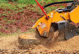 Best Tree Disease Treatment  in College Place, WA