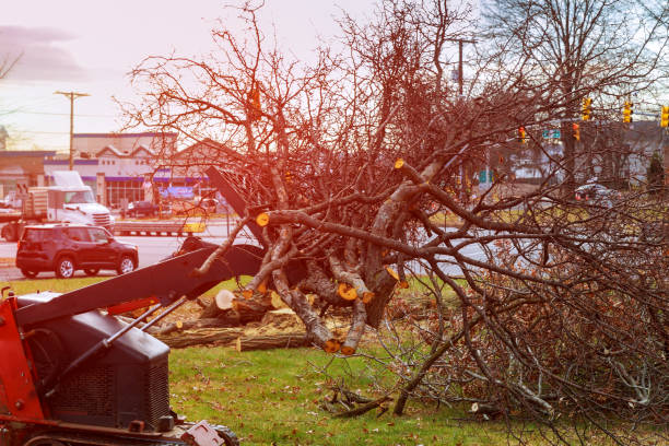 Best Seasonal Cleanup (Spring/Fall)  in College Place, WA