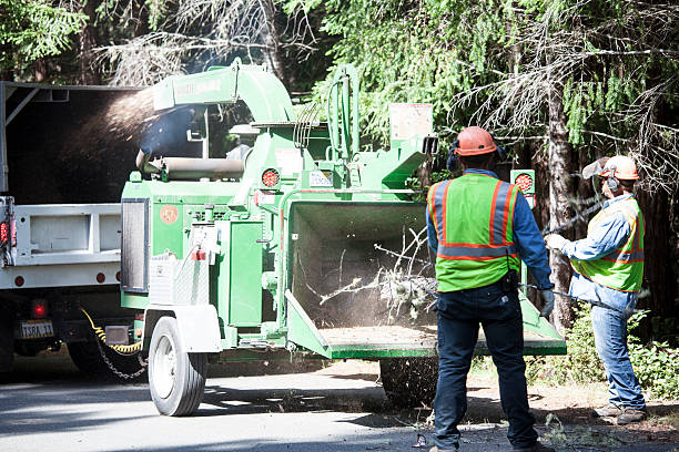 College Place, WA Tree Care Company