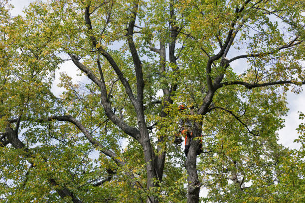 Best Tree Trimming and Pruning  in College Place, WA
